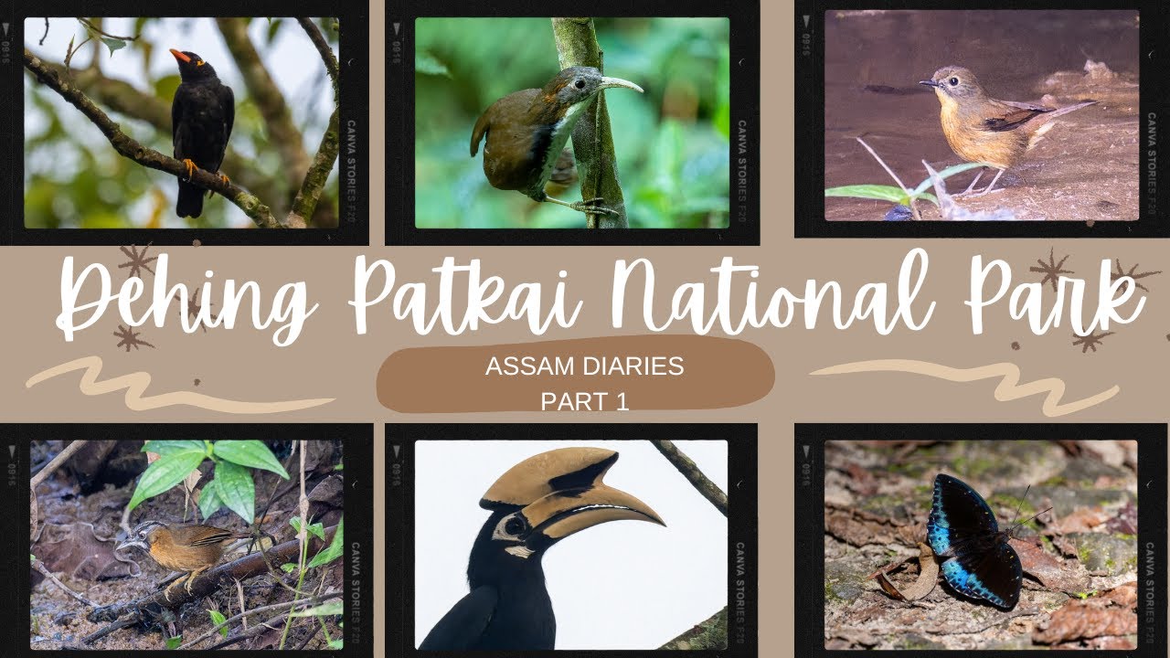 Assam Diaries 2023 | Dehing Patkai National Park Part 1 | Birds of Assam
