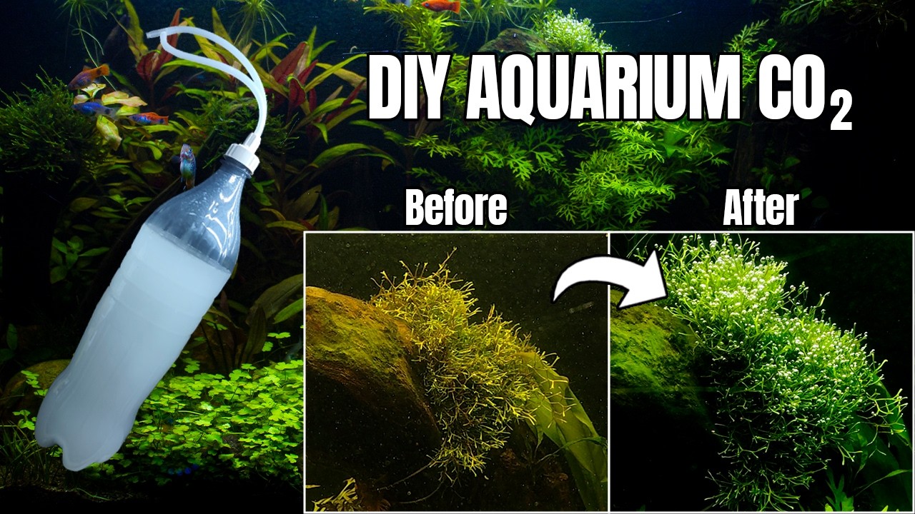 Как сделать CO2 для аквариума с растениями | Дешево и просто своими руками