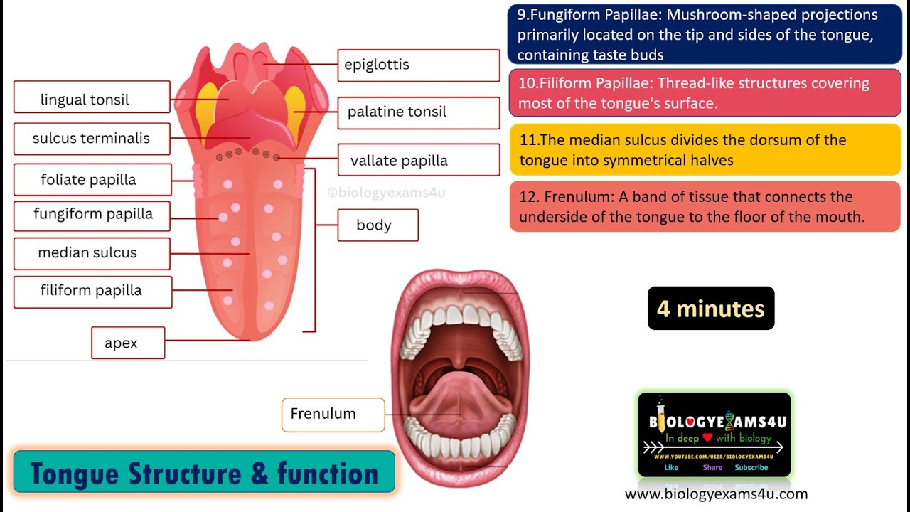 Human Tongue Structure and Function-13 Structures in 4 minutes