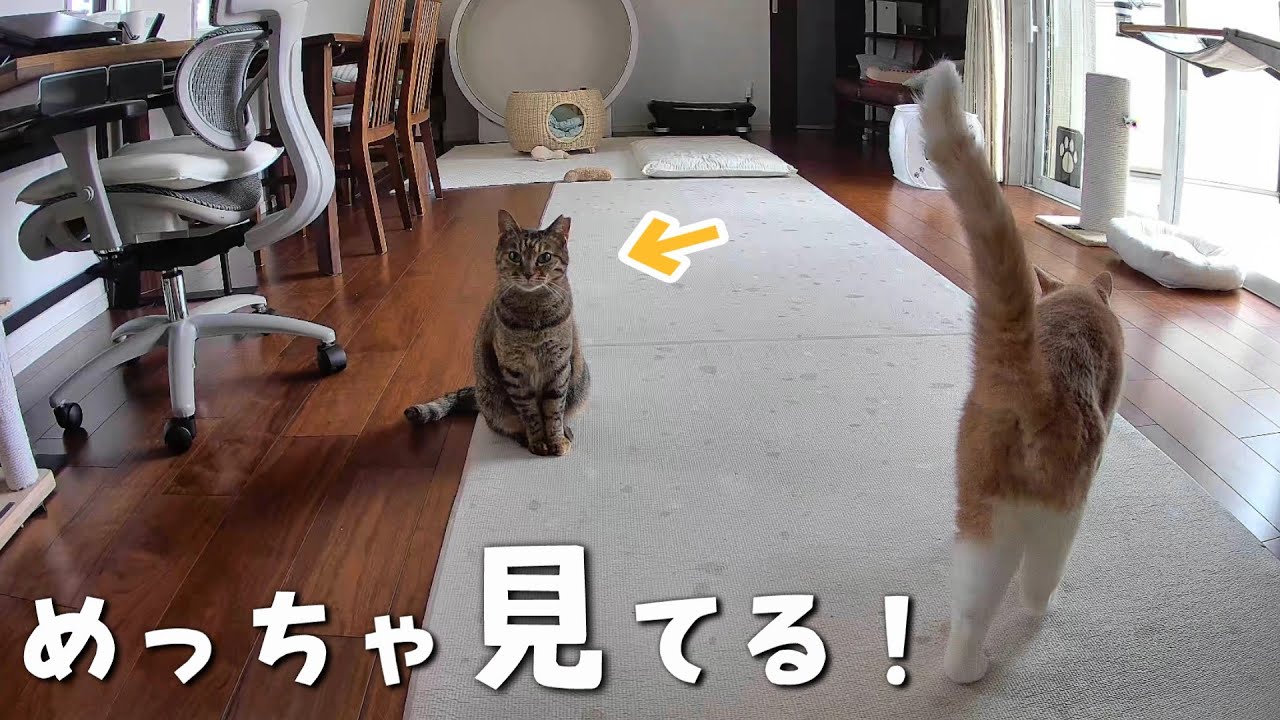 見守りカメラでお留守番中の猫をこっそりのぞいてみると？