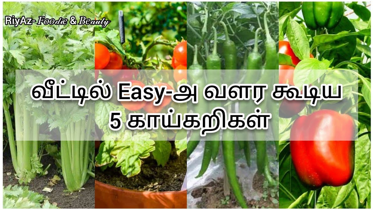 5 Easy Growing Vegetables at Home in Tamil | RiyAz- 𝐹𝑜𝑜𝒹𝒾𝑒 & 𝐵𝑒𝒶𝓊𝓉𝓎