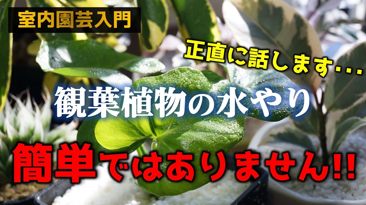 【観葉植物の育て方】室内栽培で失敗しない水やりのポイント【ゼロから始める室内園芸】【初心者向け】