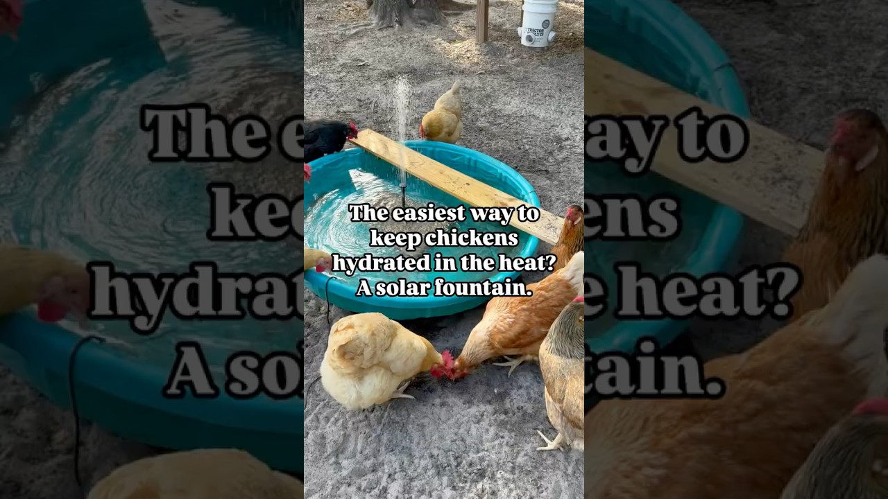 Solar Fountain DIY Kiddie Pool for Chickens in the Summer