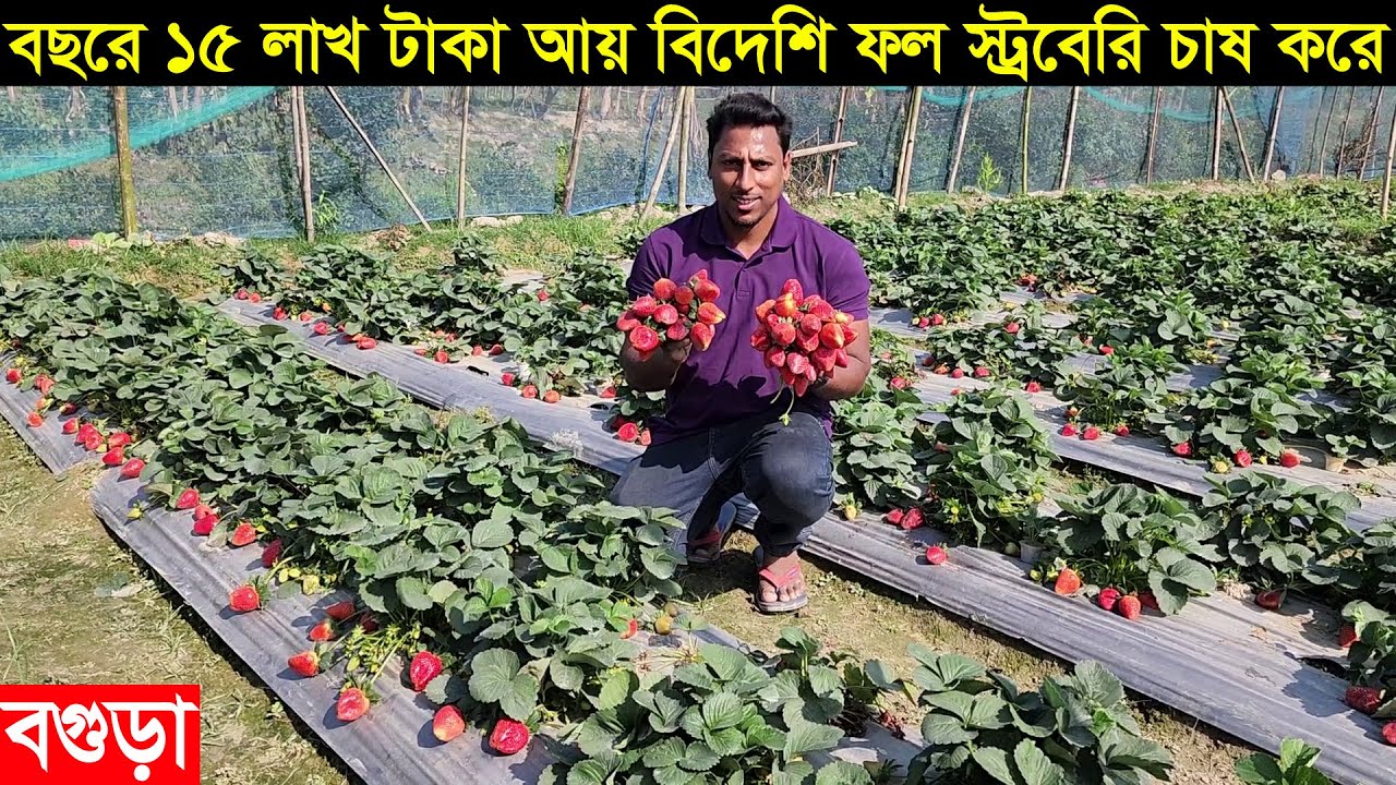 বছরে ১৫ লাখ টাকা আয় করেন বিদেশি ফল স্ট্রবেরি চাষ করে বগুড়ার তরুন উদ্যোক্তা হাছান ভাই