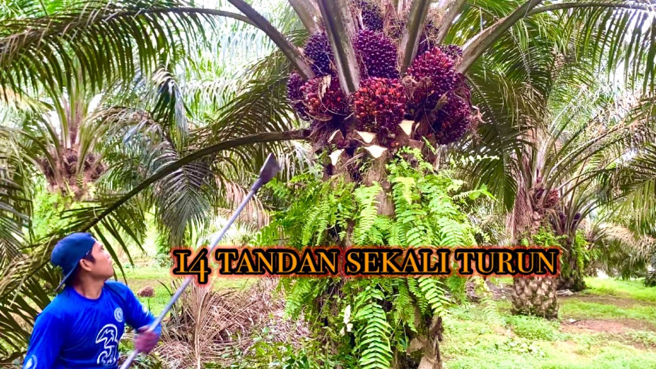 Panen sawit super rapet buahnya || 14 tandan sekali turun