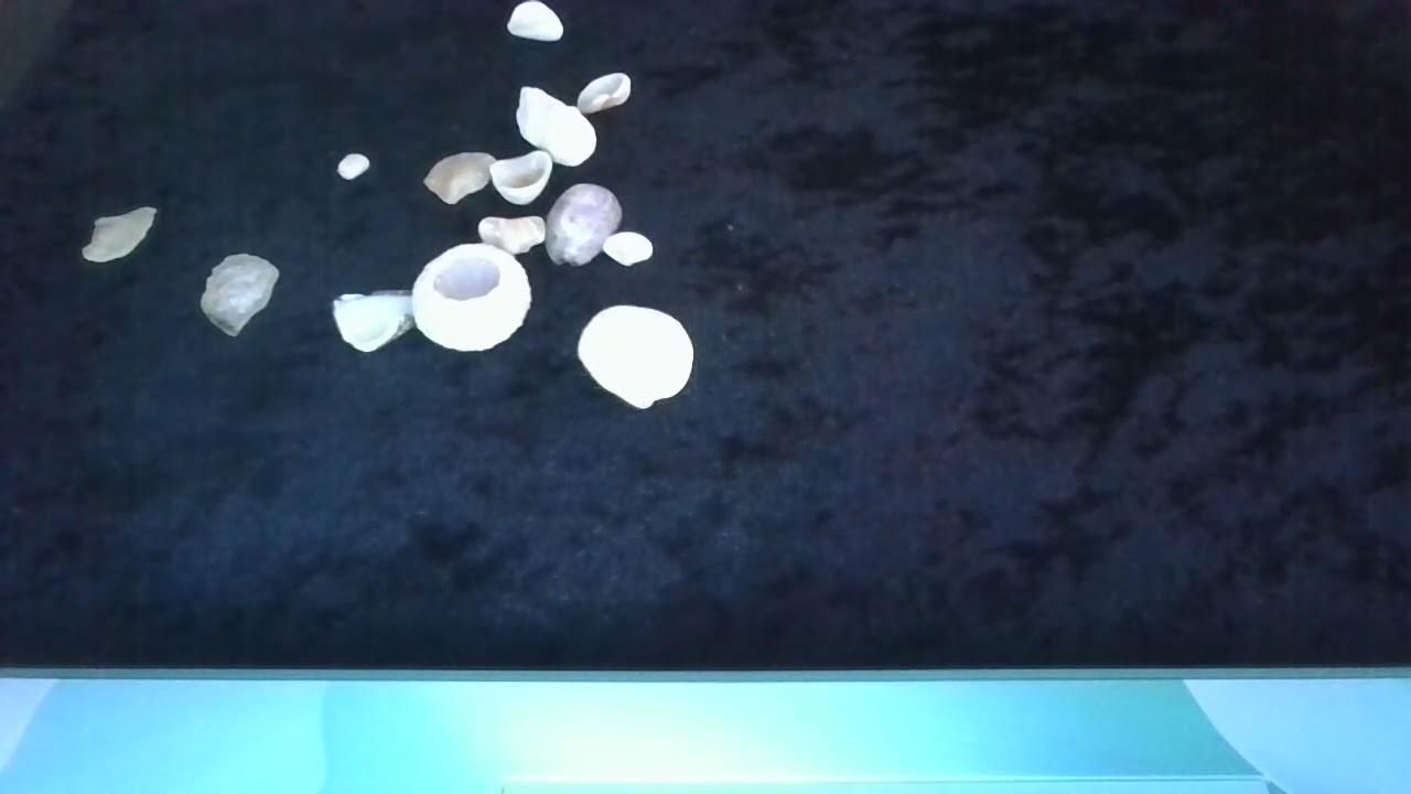🌊 Seashell readings for al 13 signs ✨🐚