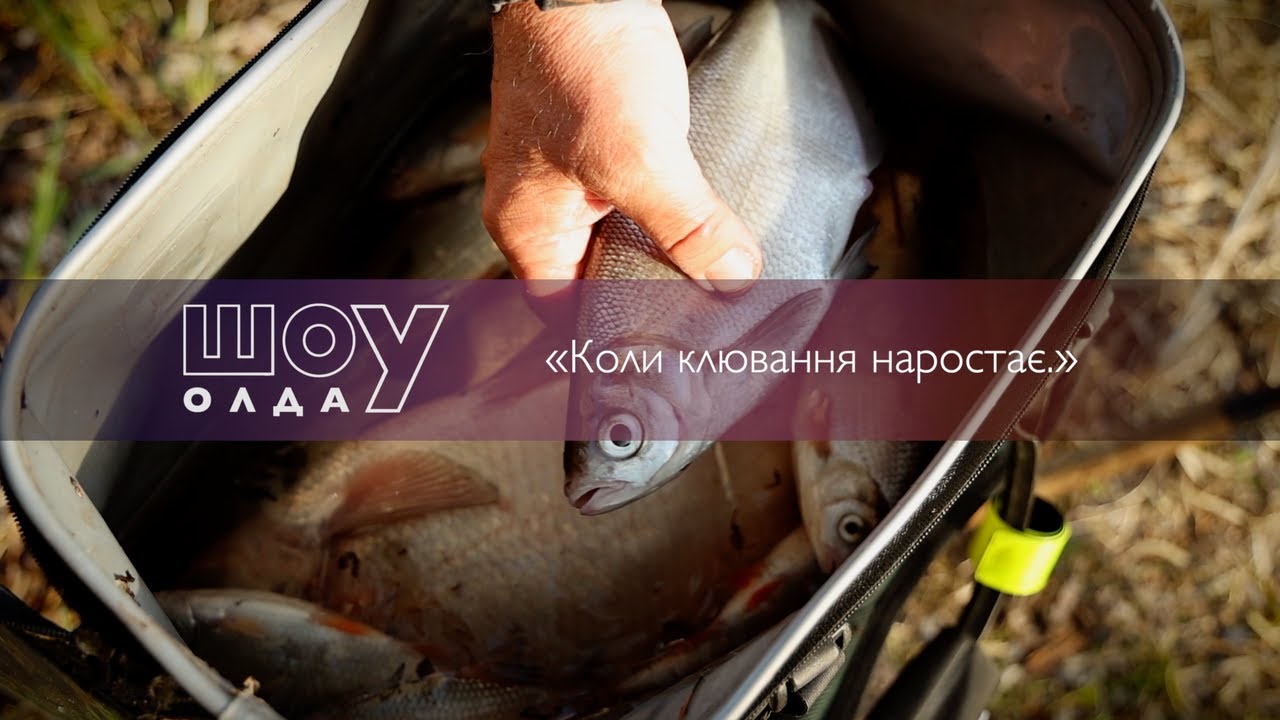 Коли клювання наростає ▶ ШОуОЛДА №393 ▶ Трофей