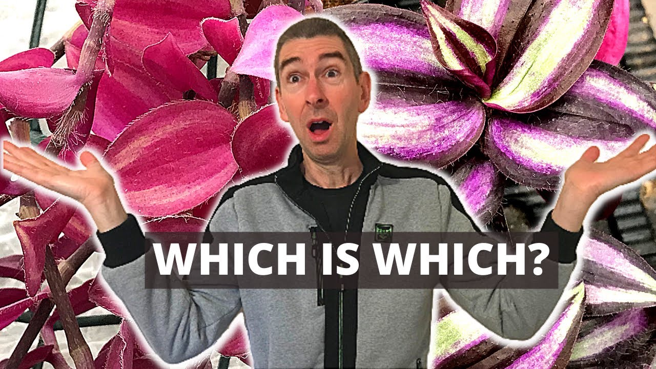 WHICH TRADESCANTIA DO I HAVE? Identifying Red Jewel from Zebrina + quiz!
