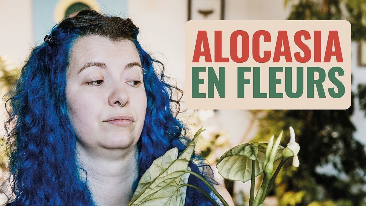 🌷 Alocasia en Fleurs, que faire ? Mon expérience avec les inflorescences d'Alocasia 👩‍🌾