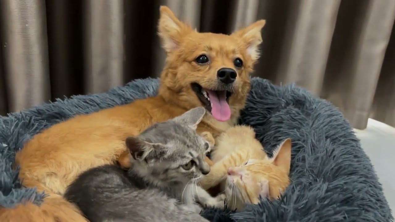 What Happens When Two Sassy Kittens Steal a Golden Puppy’s Bed #cat #dog #cutepets