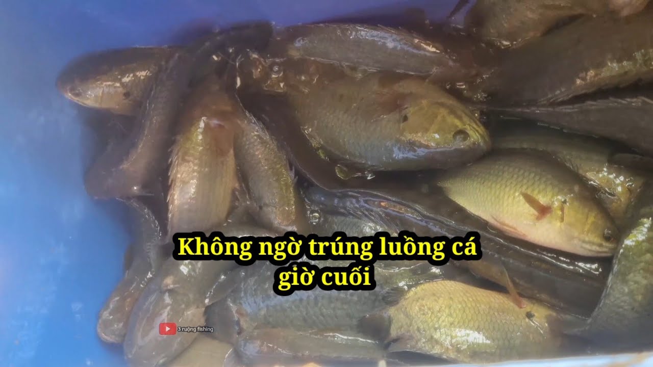 không ngờ câu trúng luồng cá giờ cuối (video 120)@3ruongFishing 