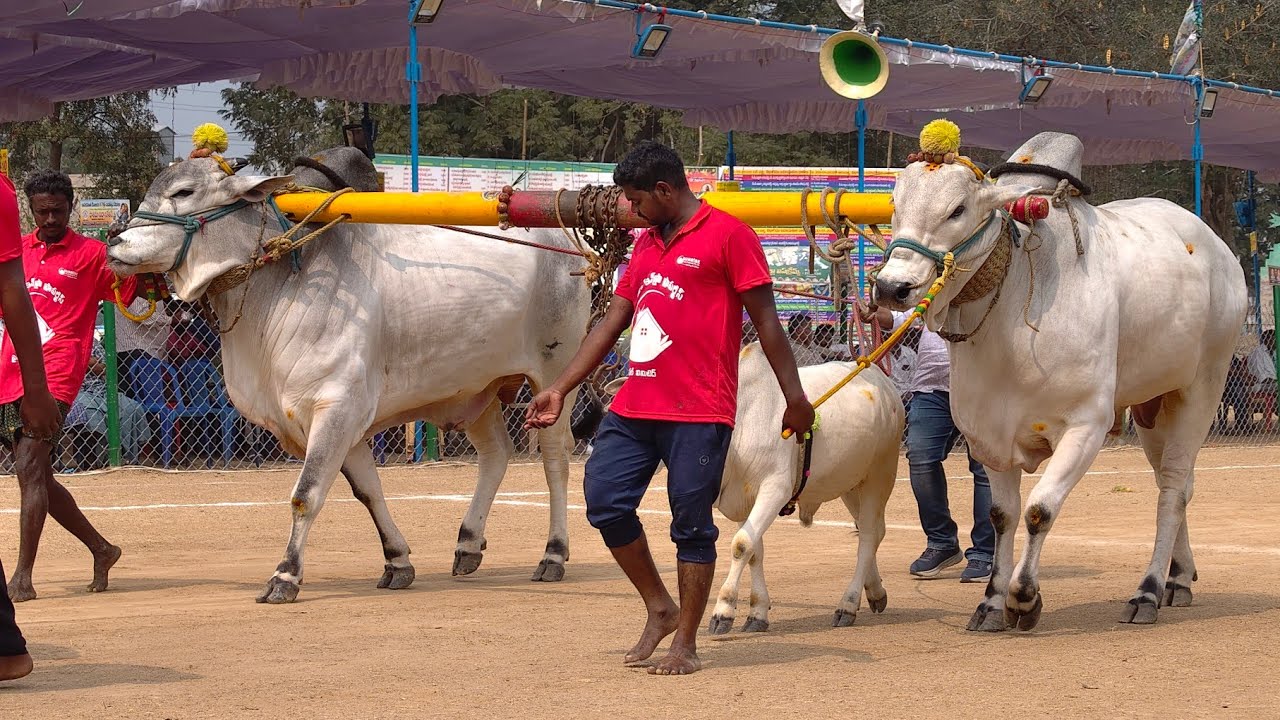 2026-రెంటచింతల.6పళ్ళు.6వ జత.అనంతనేని శ్రీ కావ్య శ్రీ మధు గారు యనమలకుదురు కృష్ణాజిల్లా