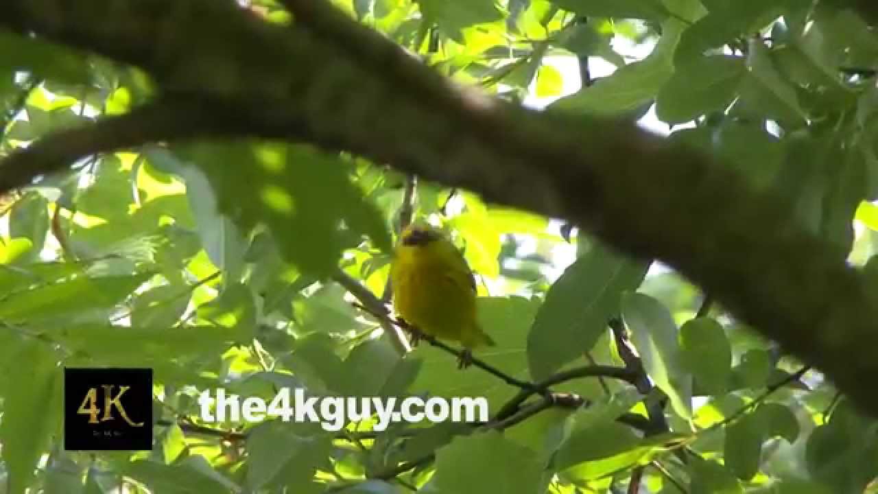 4K UHD 60fps - American yellow warbler (Setophaga petechia) with bugs in its mouth