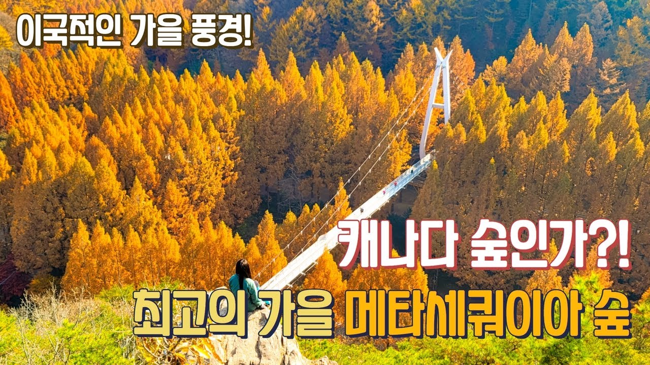 캐나다 아닙니다! 이국적이고 최고의 가을 풍경을 볼 수 있어요! 장태산 자연휴양림