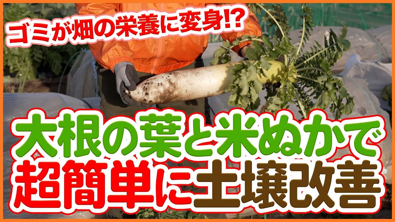 大根の葉と米ぬかで土壌改善！誰でもできる簡単テクニックを解説！【シェア畑】【農園ライフ】