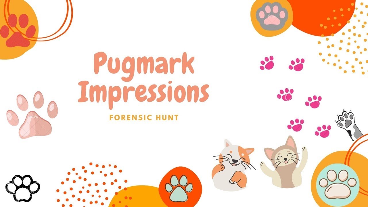 Lifting of pugmark impressions / Pug Impression Pad #PIP #Footprint #Pawprint #WildlifeForensics