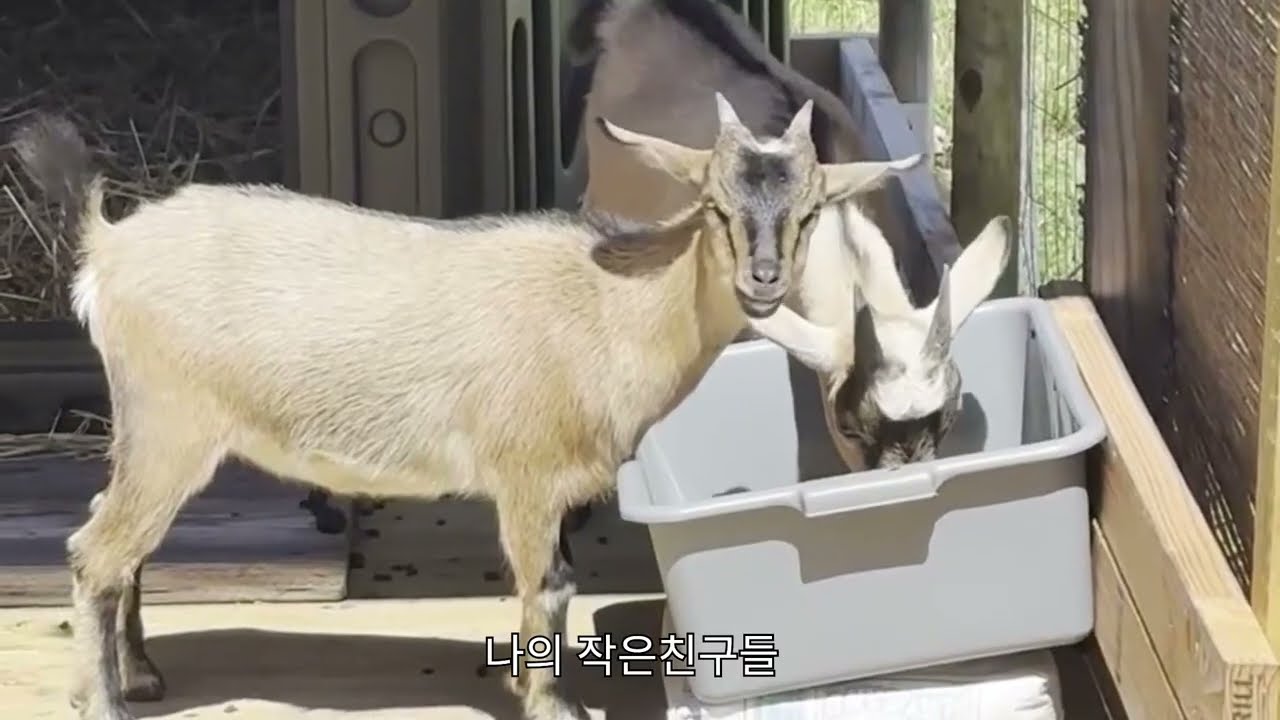 아기 염소 블루와 베리의 귀여움 폭발!