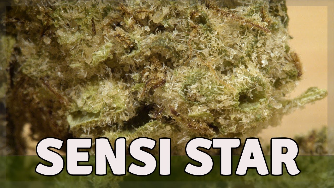 SENSI STAR - Hybride THC 21%