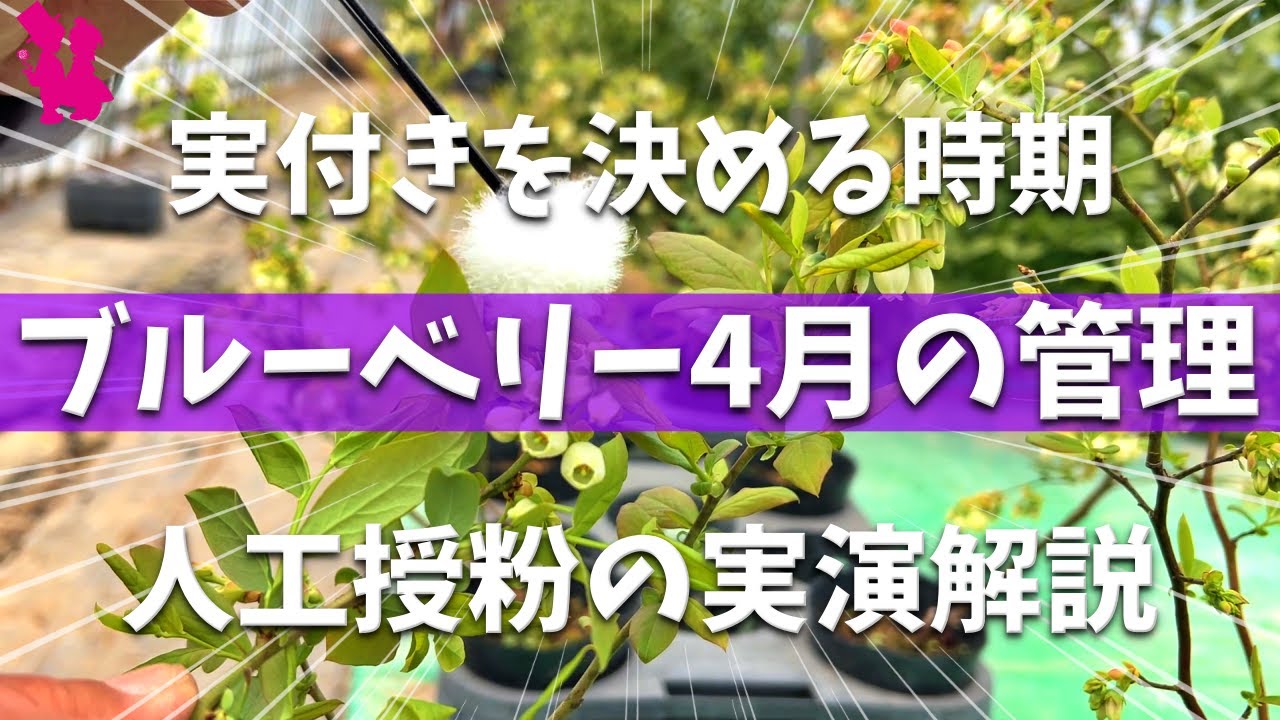 【実付きUP⤴️】ブルーベリーの実が付く人工授粉のやり方を実演します