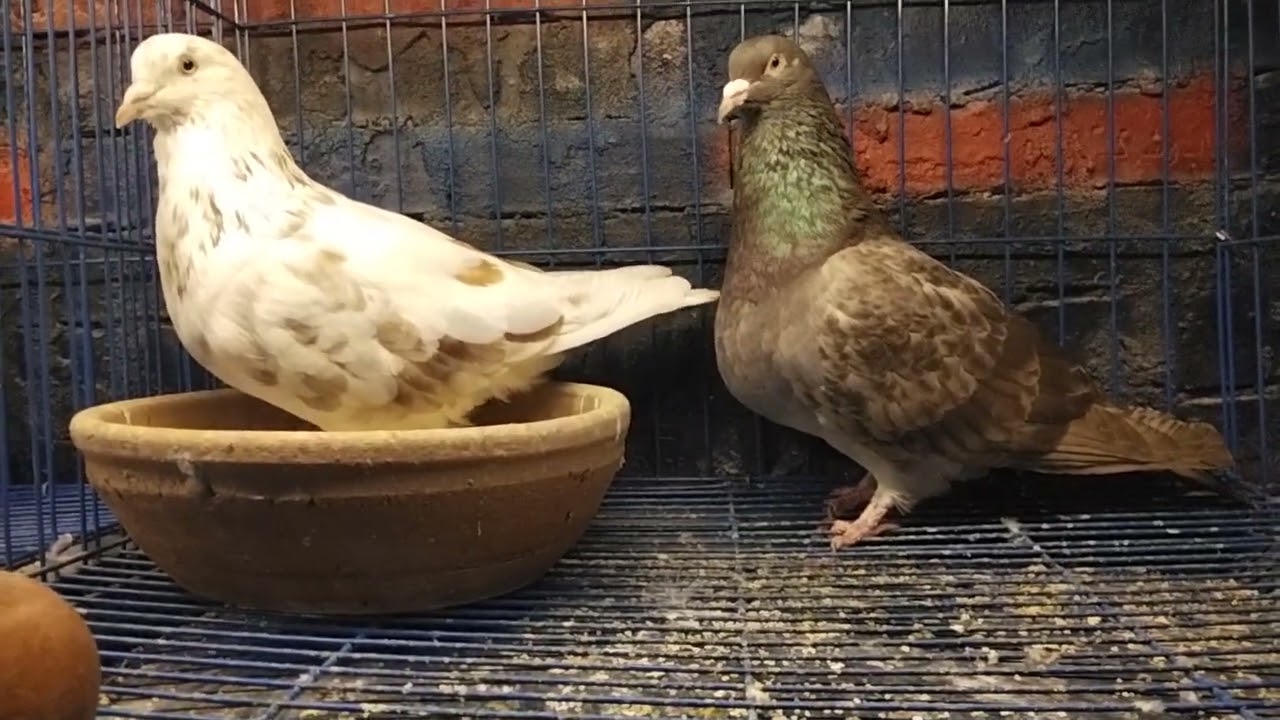 تشكيله حمام عند اخونا السعيد الي عايز رقمو يكتب في التعليقات واهم حاجه اشتراكك في القناه 