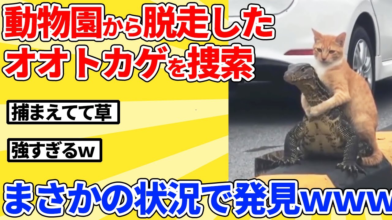 【2ch動物スレ】動物園から脱走したオオトカゲを捜索→まさかの状況で発見ｗｗｗｗｗ