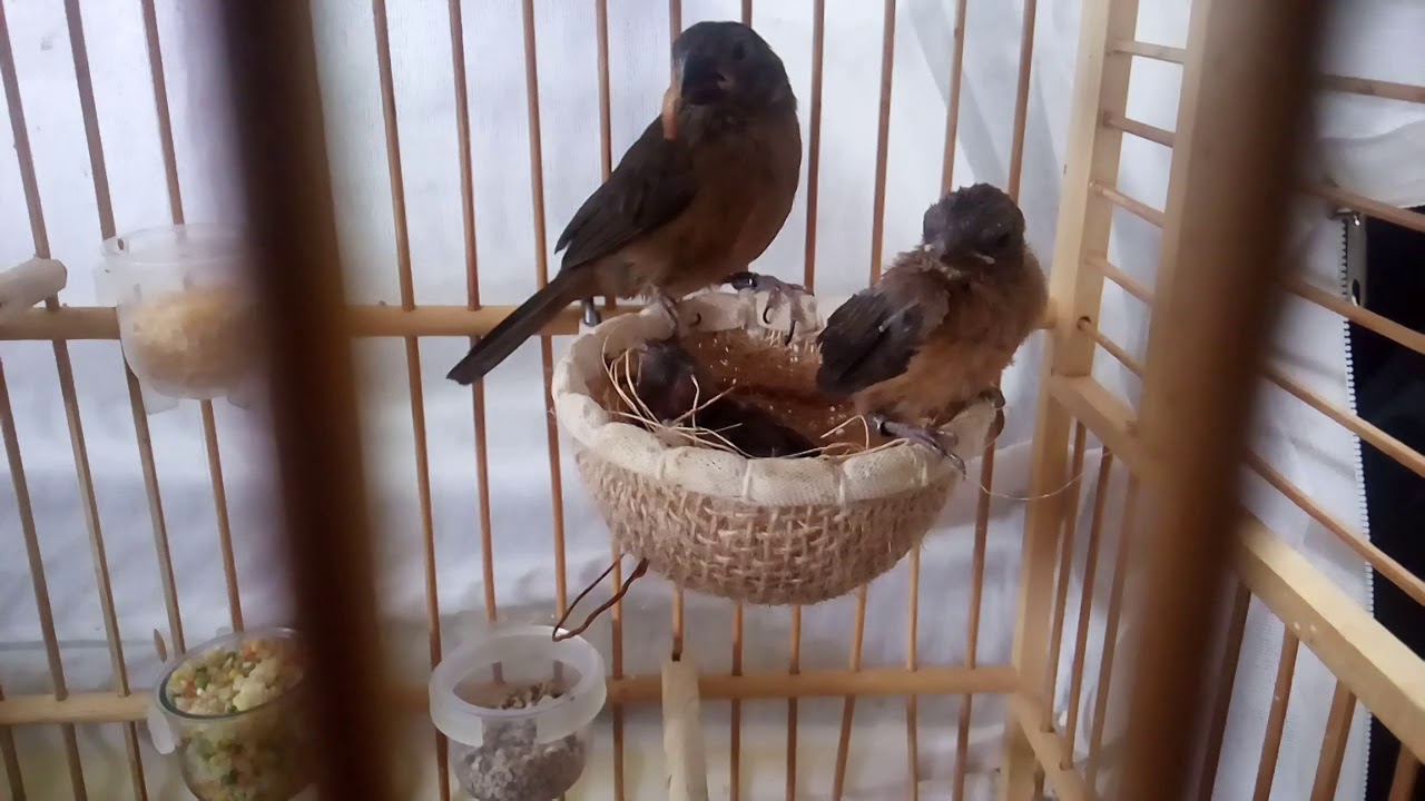 Filhotes de curio saindo do ninho