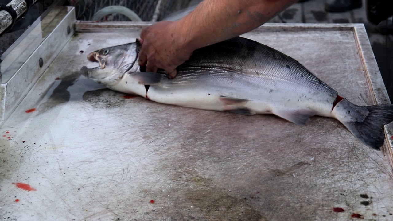 238 Combat fishing