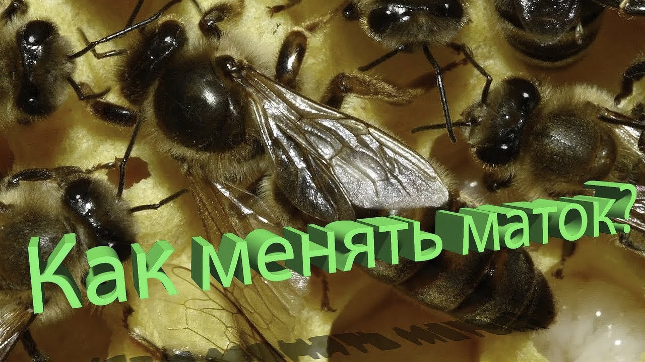 Профессор Кашковский: Как менять маток?