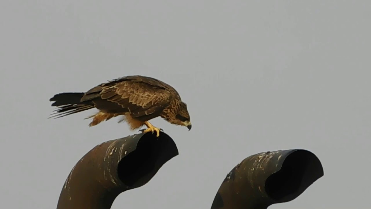 Black Kite | Milvus migrans