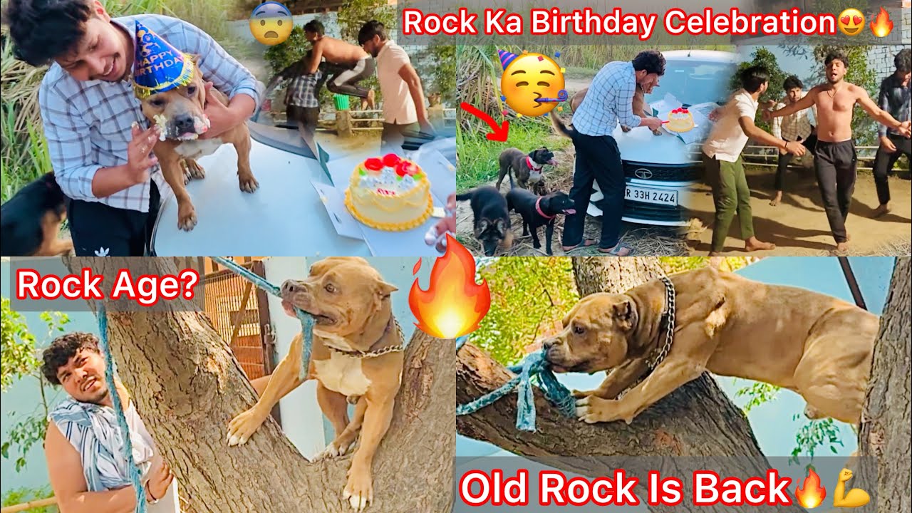 Rock Ka Birthday Celebration😍Sb Dogs K Sath🥳|| Rock Phela Ki Trh Ped Par Chad Gya😨Old Rock Is Back🔥💪
