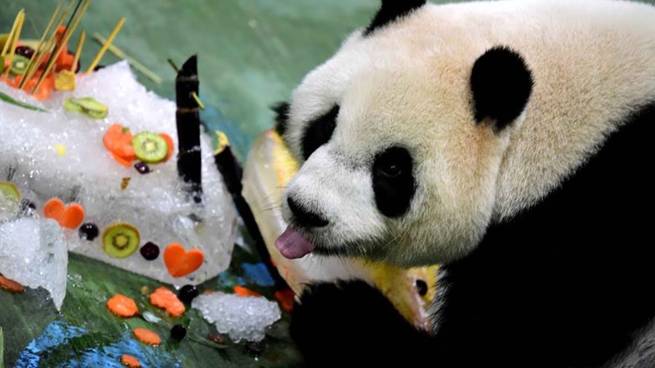 Taipei Zoo celebrates giant panda's birthday with 'ice' cake