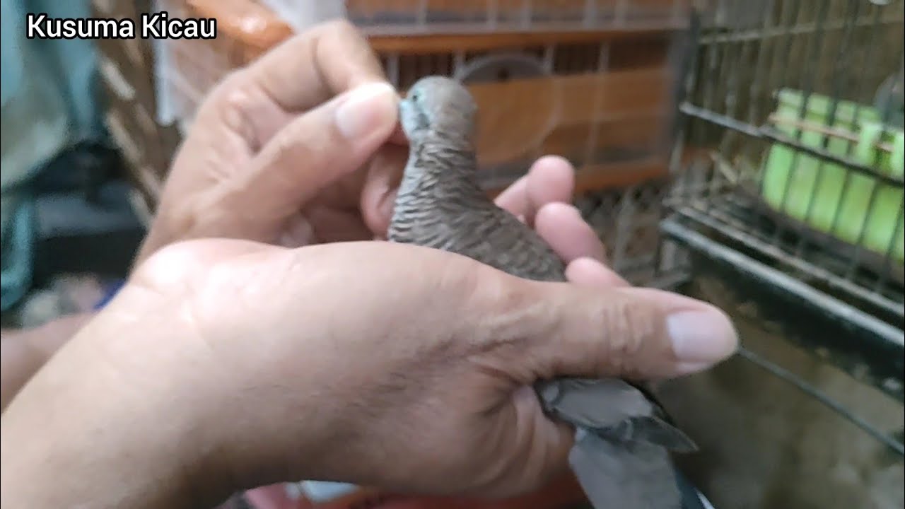 KALI INI NGOMBYOK BARENG ABAH DAPET PERKUTUT SUPER ISTIMEWA