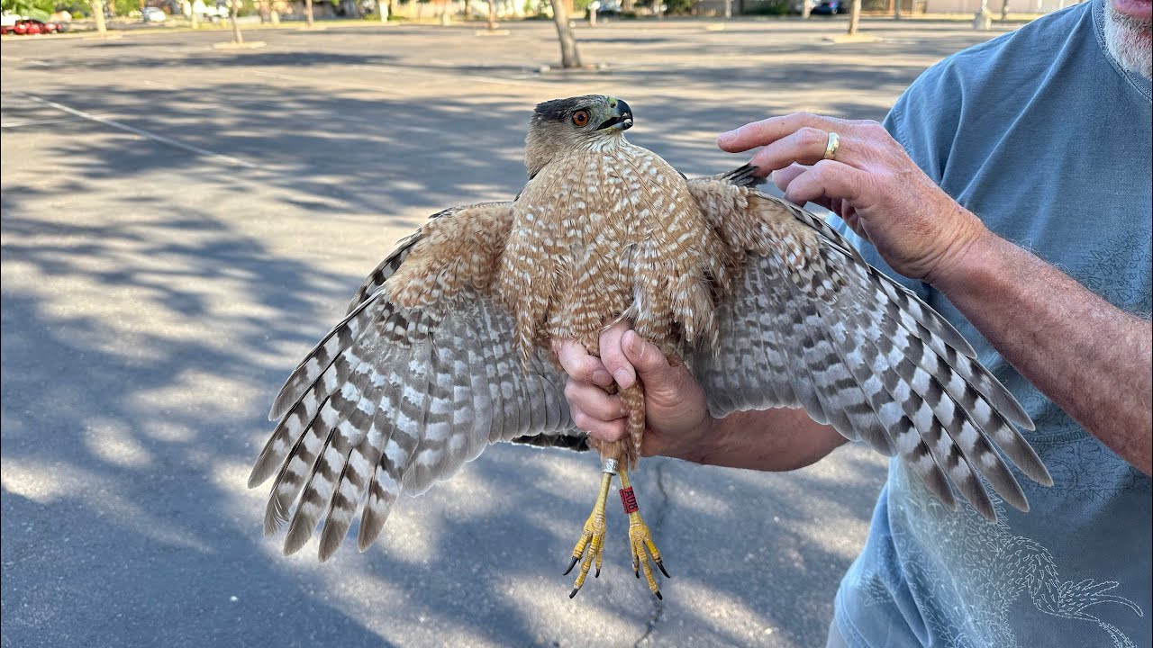 Trapping & Banding Urban Cooper’s Hawks