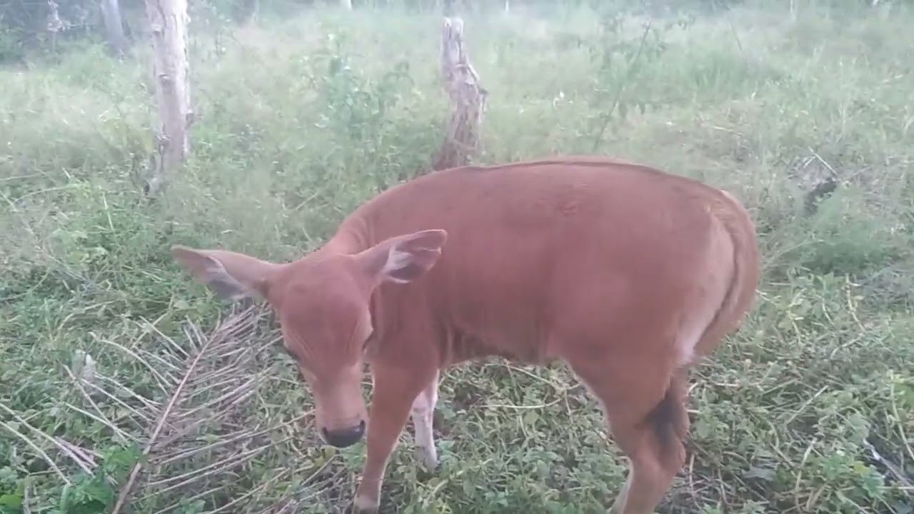 Anakan sapi Bali Betina umur 1 bulan || #TernakUmbaran #TukangAngon #PeternakTradisional
