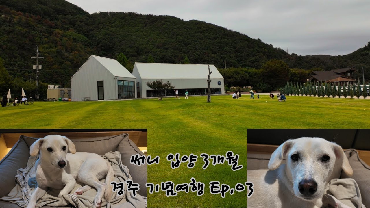 [써니 SUNNY] 입양 3개월 기념 경주여행 ft. 애견호텔 키녹, 카페 텀즈 / Trip to Gyeongju celebrating 3 months with Sunny 🐾