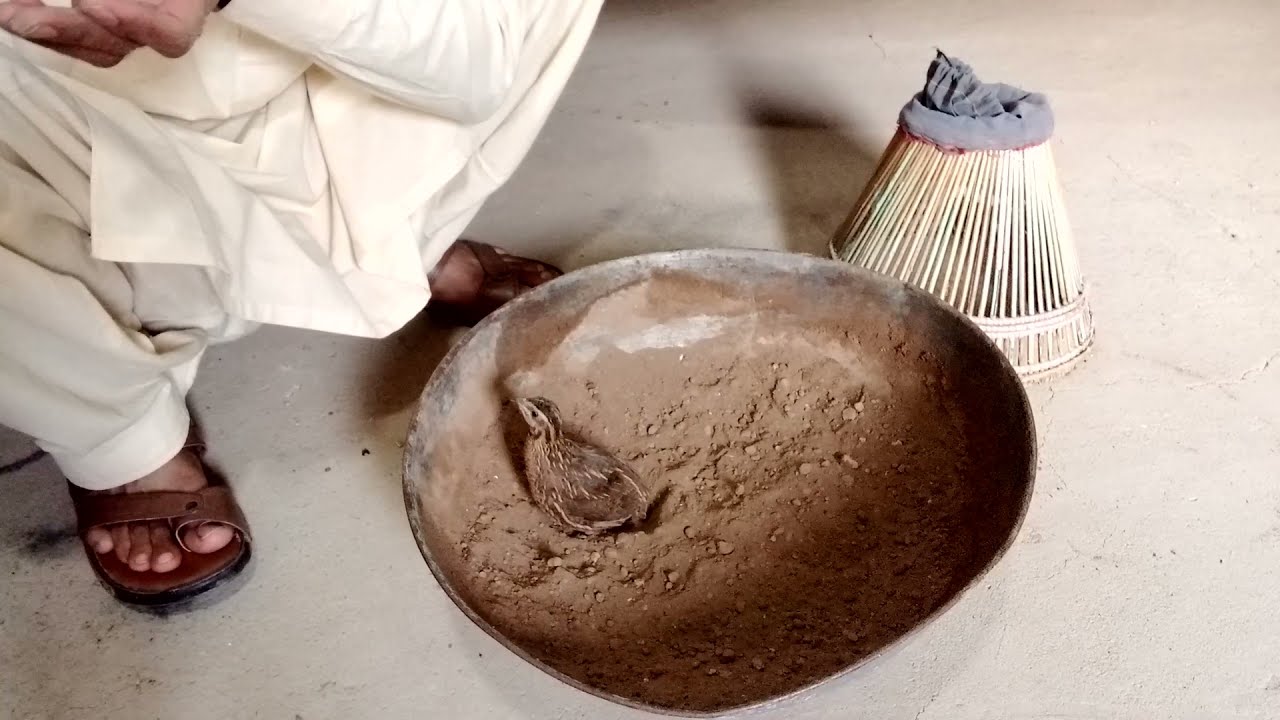 Batair ko matti dena kiu zarori hai | batair ki masti |   بٹیر کو مٹی دینا کیوں ضروری ہے