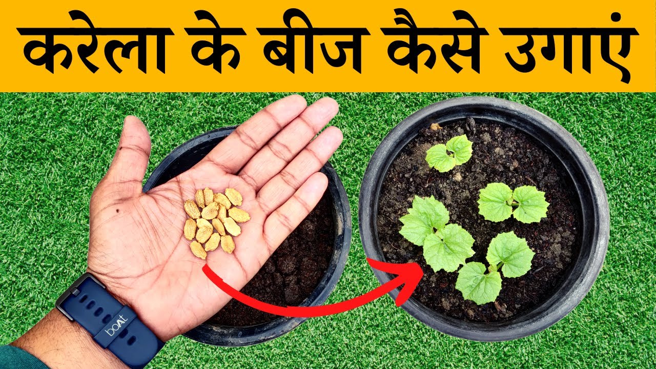 करेला के बीज कैसे उगाएं | Karele Ke Beej Kaise Ugaye | How To Germinate Bitter Gourd Seeds Fast