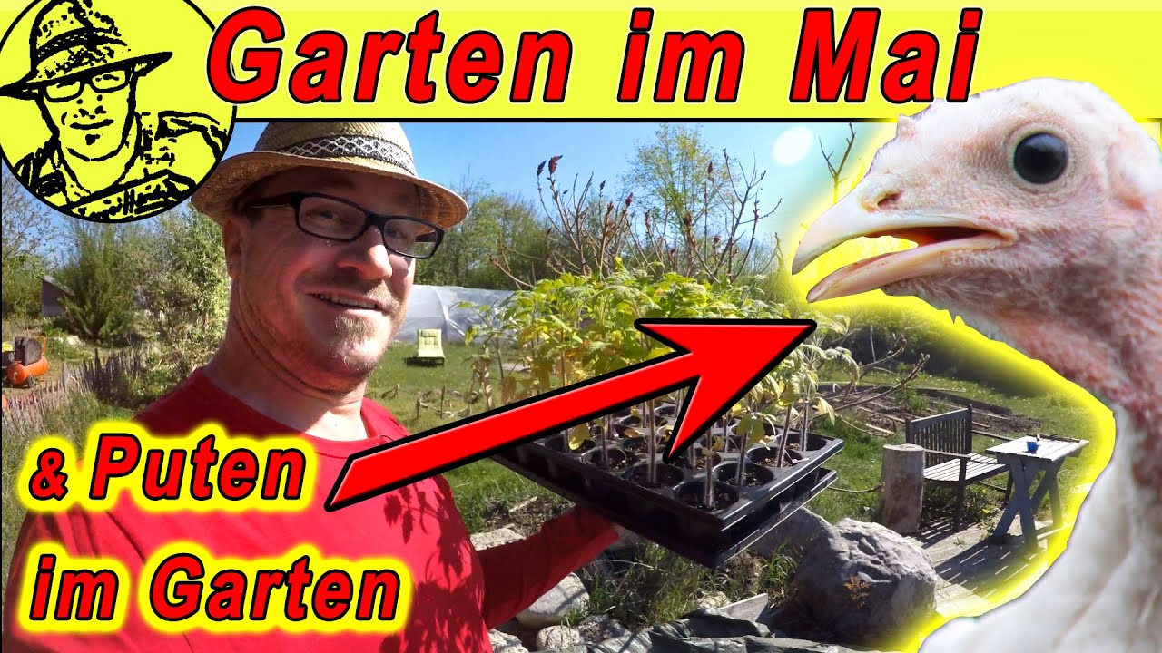 Gartenrundgang Mai 2020: Puten im Rigotti-Garten und Tomaten ins Gewächshaus