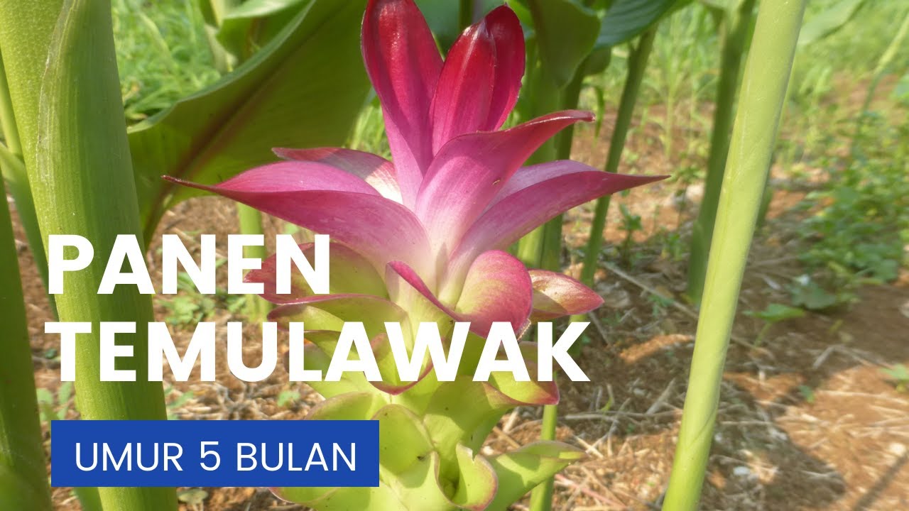 PANEN TANAMAN TEMULAWAK