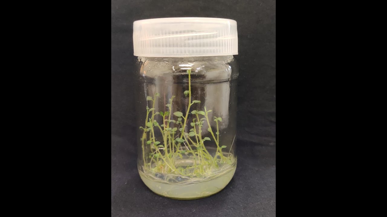 Potato Tissue Culture