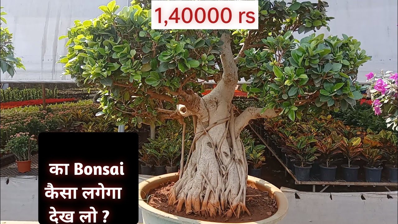 Pune कि सबसे महंगी Bonsai Collection Tour आज दिखाऊंगा 1,40000 का बोनसाई|| NV Garden