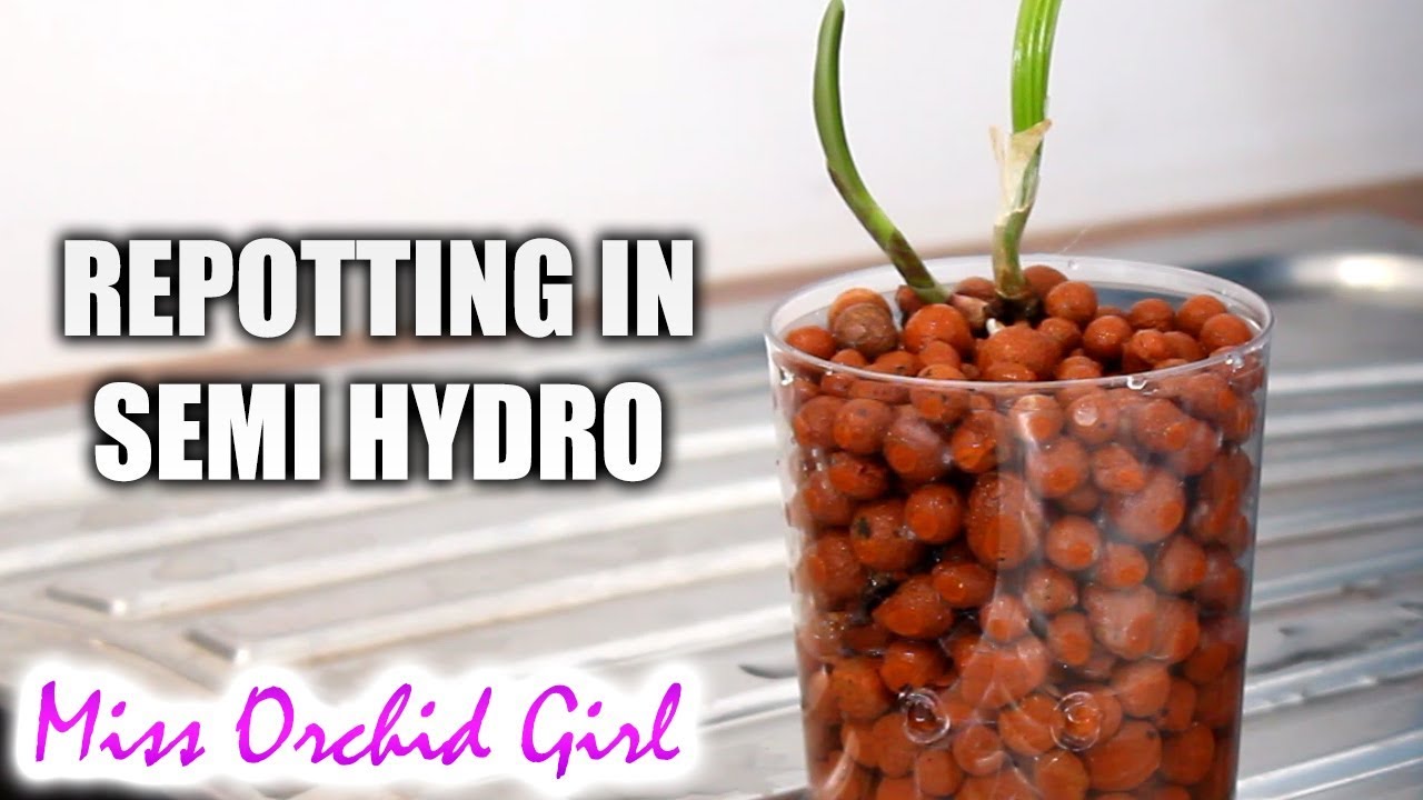 How I repot Orchids in semi hydroponics