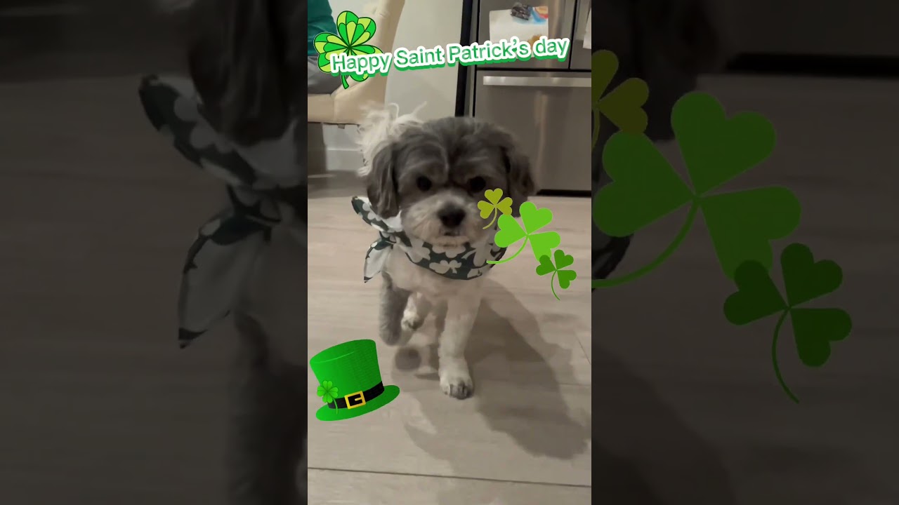 Happy St Patrick&rsquo;s day!!! #dog #dogs #doglover
