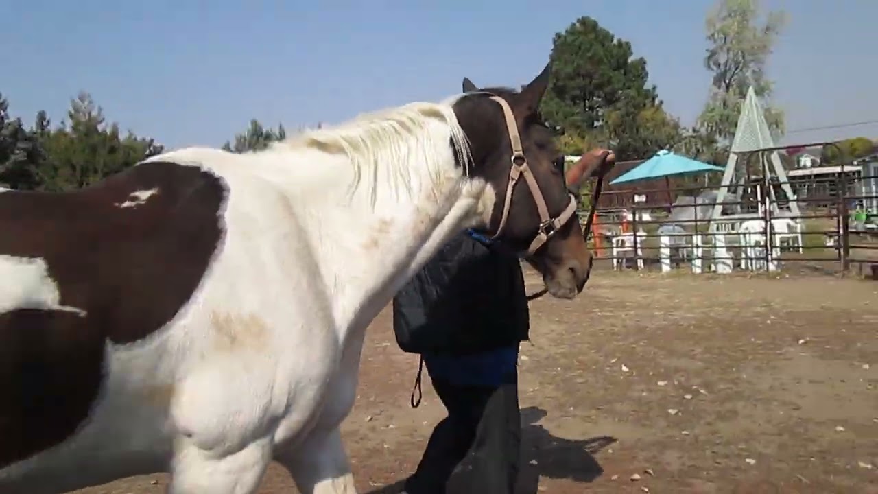 Kevin Walking horse