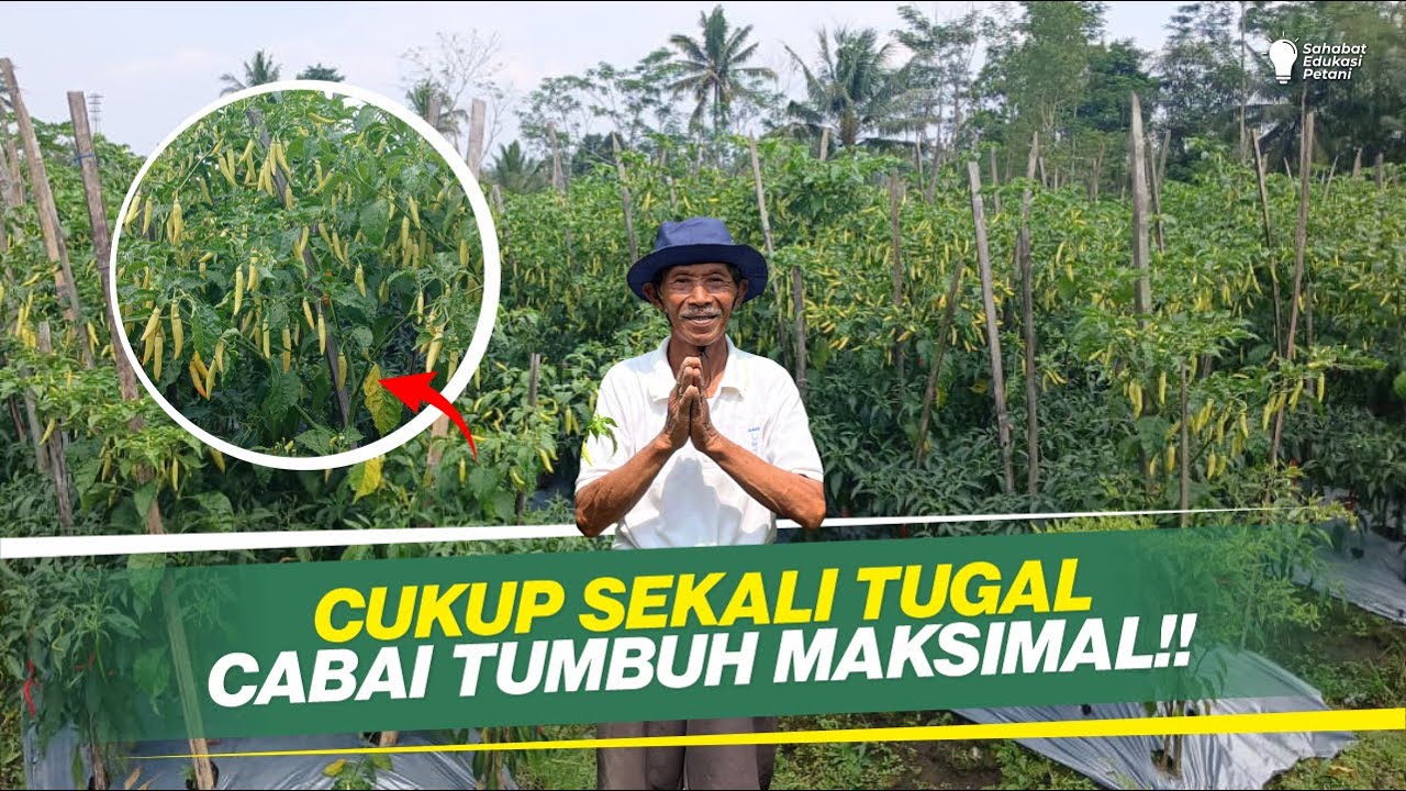 CARA PERAWATAN CABAI SUPER HEMAT, HASIL TIDAK KALAH LEBAT‼️ METODE TER-IRIT | PART 2