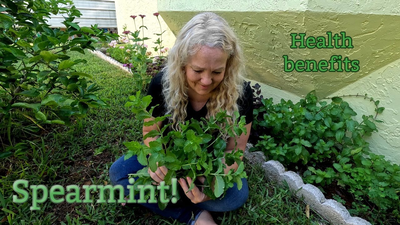 Spearmint -Plant & Medicinal properties | Southern Latitudes