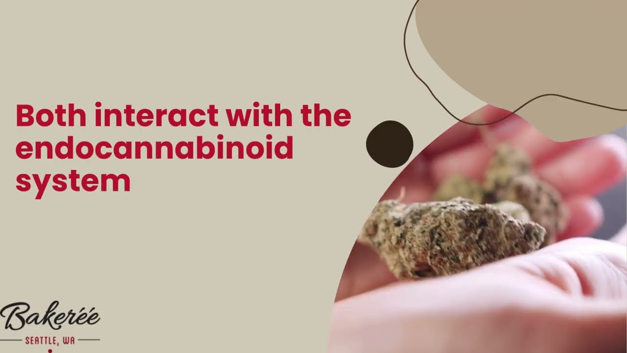What's the Difference Between CBD and CBDA | The Baker&eacute;&eacute; | +1 206 466 2936