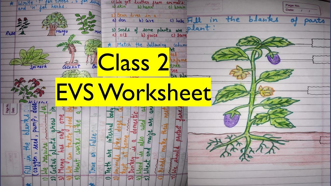 Class 2 EVS Worksheet | EVS Worksheet for class 2 | EVS Worksheet | Class 2
