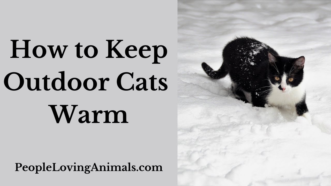 How to Keep Outdoor Cats Warm | Helping Outside Cats, Stray Cats & Feral Cats #catsafety #winter