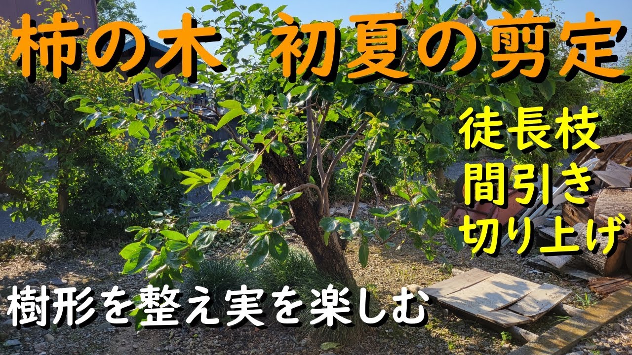 柿の木 初夏の剪定（徒長枝、間引き、切り上げ、切り詰め）樹形を整え収穫を楽しむ